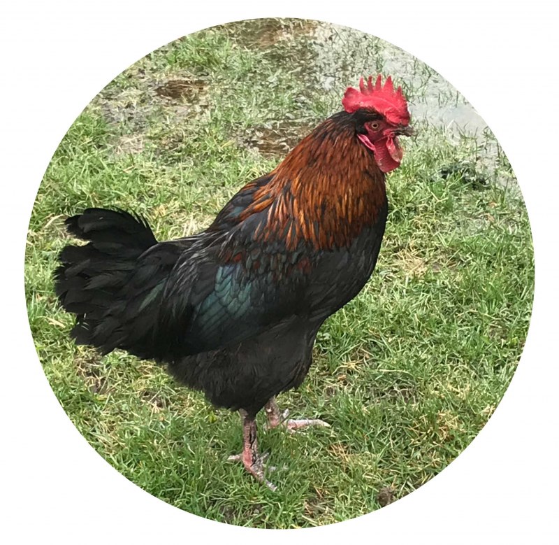 Маран голубо-медный