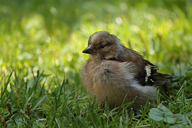 Fringilla COELEBS птенец