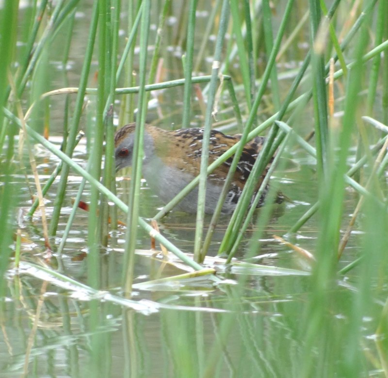 Baillon's Crake (Zapornia pusilla)