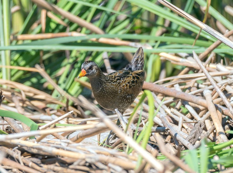 Daimis Crake