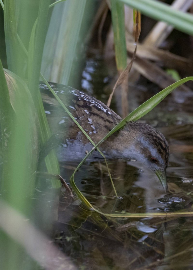 Водяной Пастушок – Rallus aquaticus l., 1758