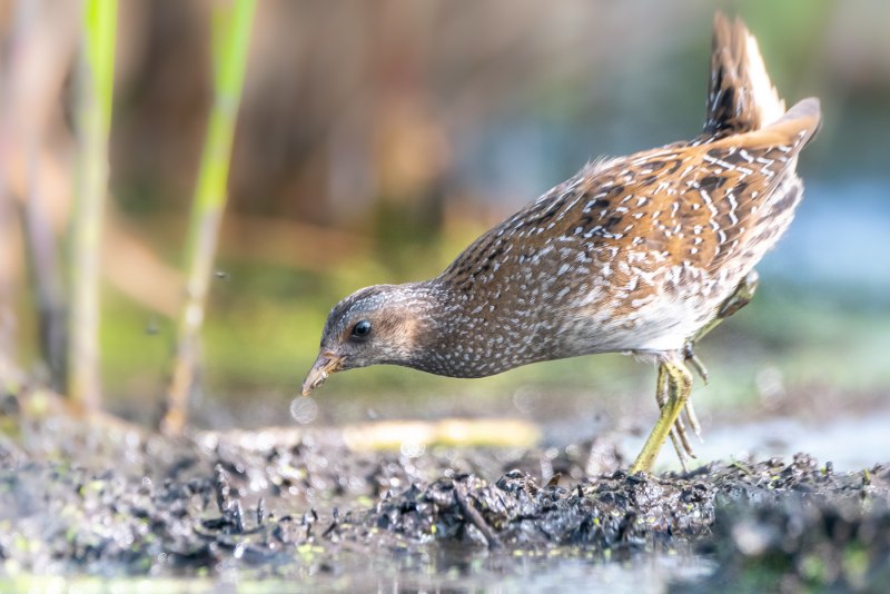 Baillon's Crake (Zapornia pusilla)