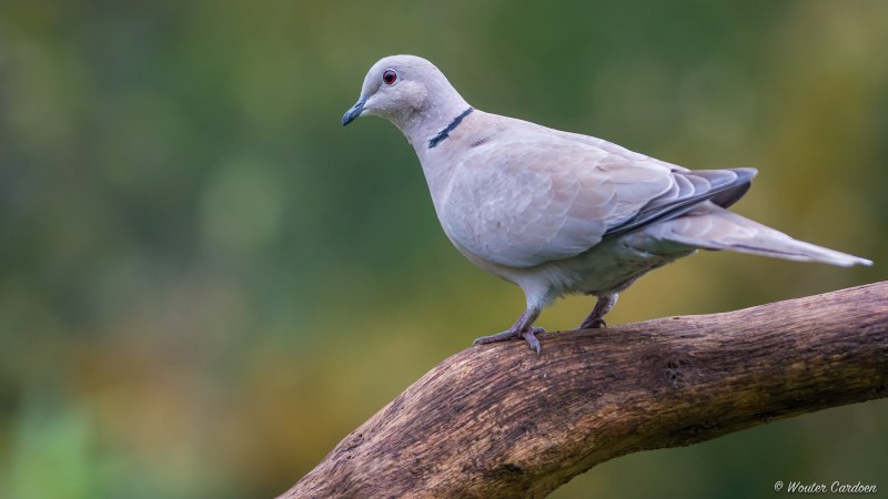 Streptopelia decaocto