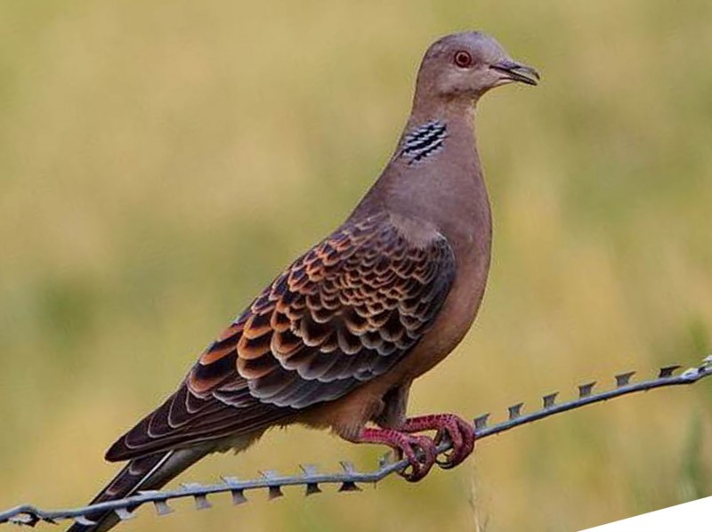 Кольчатая Горлица (Streptopelia bitorquata)