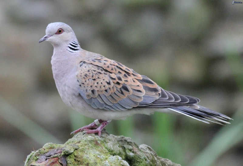Обыкновенная Горлица (Streptopelia Turtur)