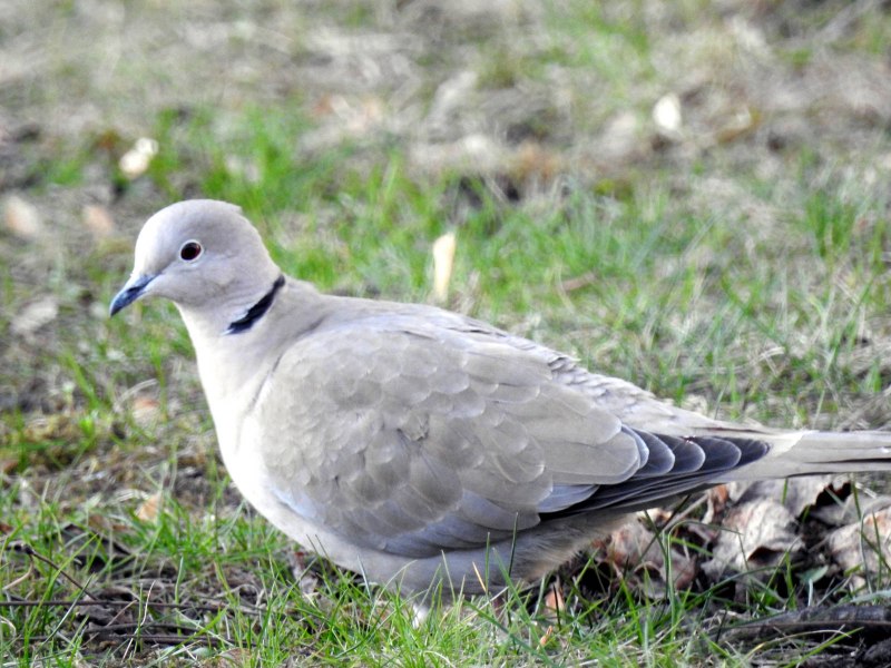 Кольчатая Горлица Streptopelia decaocto