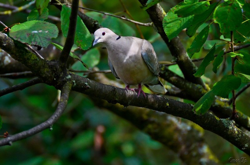 Обыкновенная Горлица (Streptopelia Turtur)