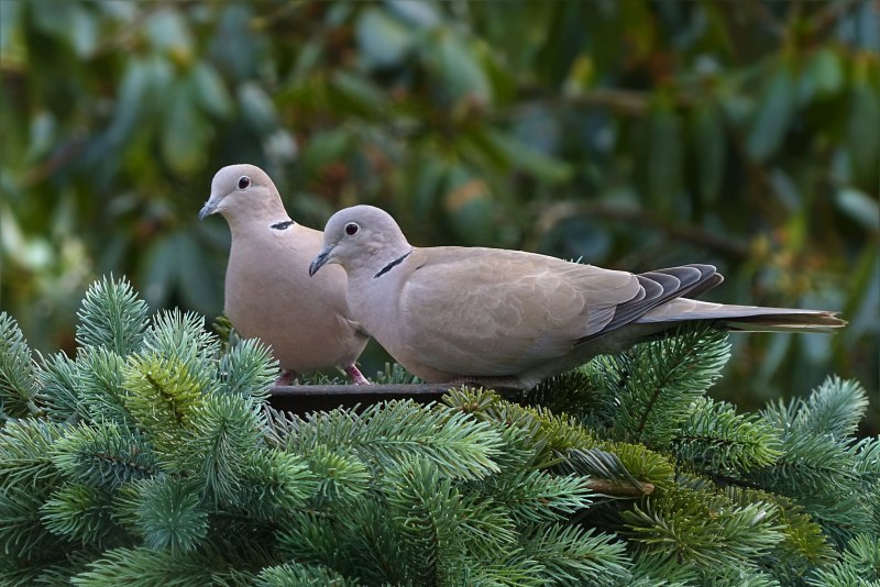 Кольчатая Горлица (Streptopelia bitorquata)