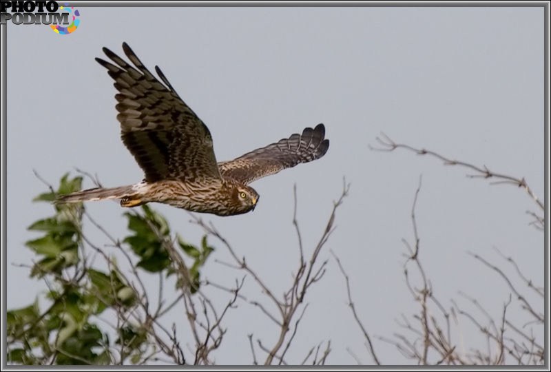 Тетеревятник (Accipiter gentilis)