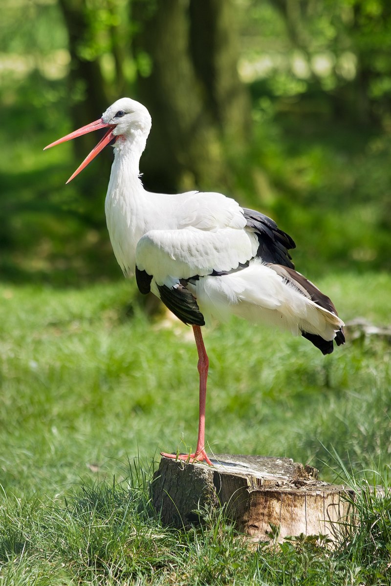 Большая белая цапля (Ardea Alba)