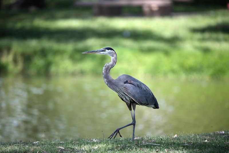 Great Blue Heron птица