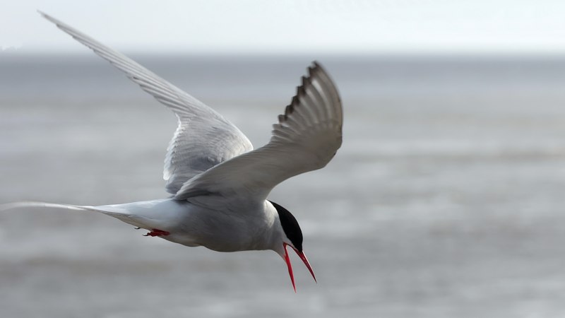 Terns crofward