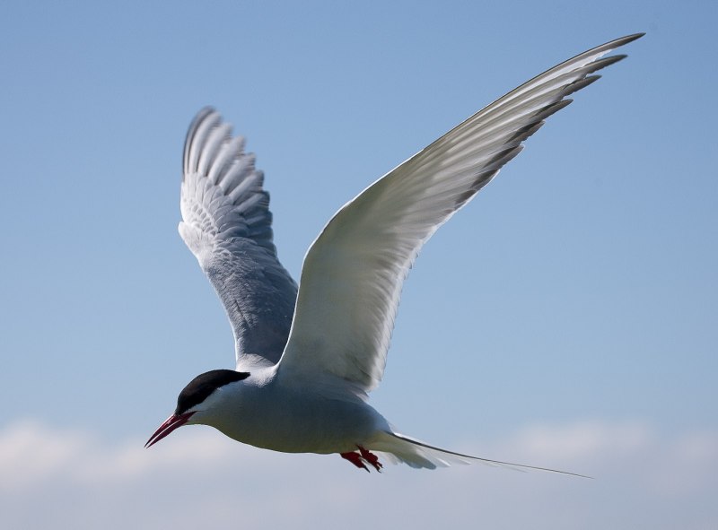 Arctic Tern