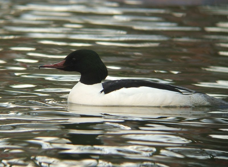 Common Merganser