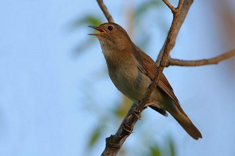 The Thrush Nightingale (Luscinia Luscinia)
