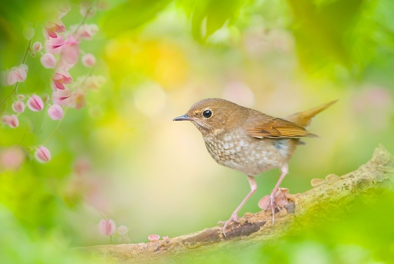 Luscinia Luscinia