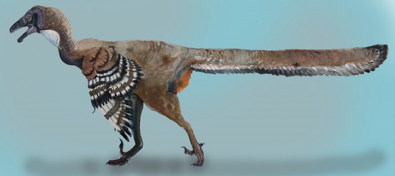 Jeholornis prima
