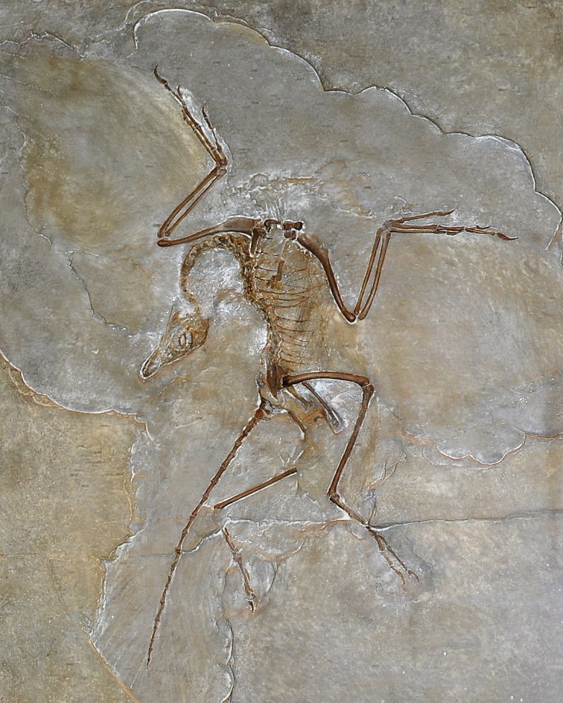 Archaeopteryx lithographica