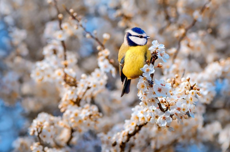 Природа птицы