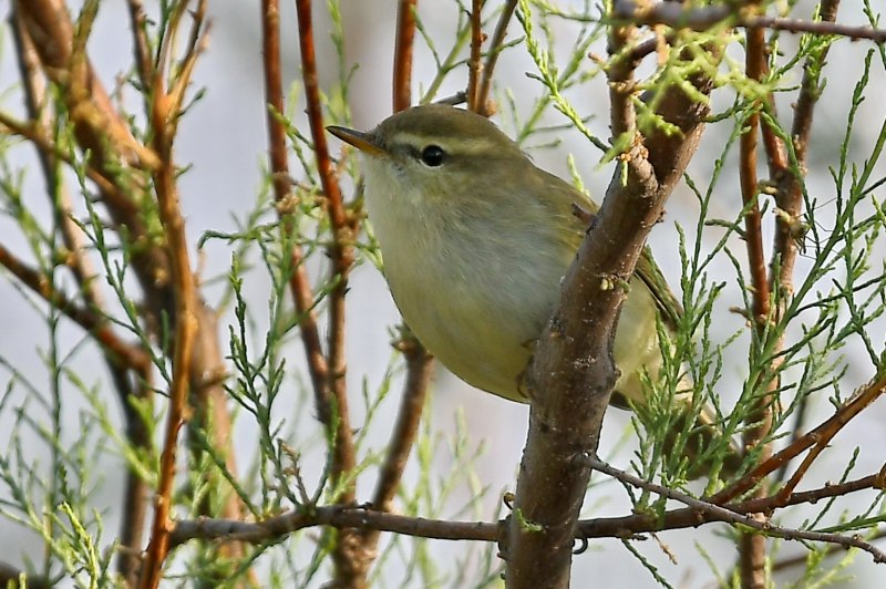 Phylloscopus collybita ест