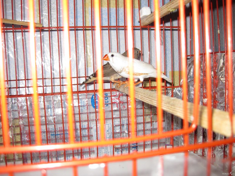 Клетка Ferplast furet Tower