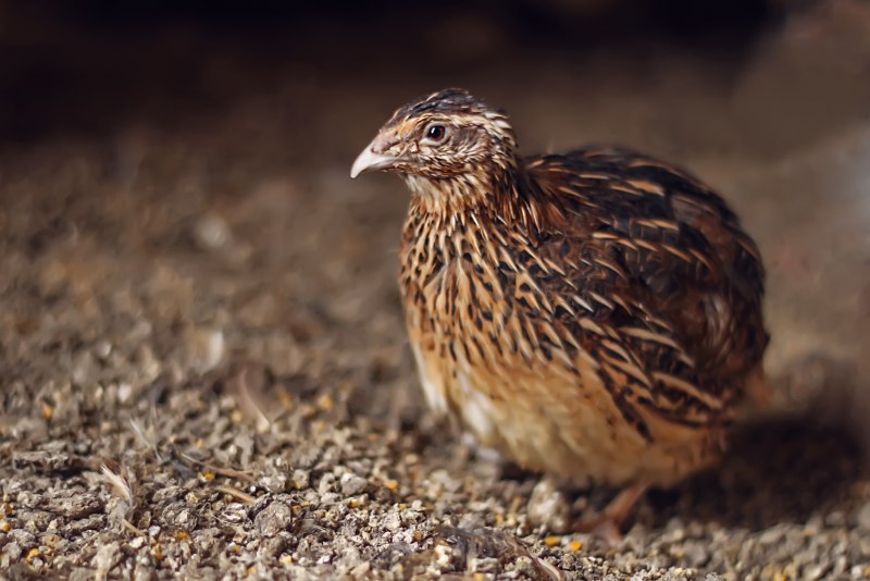 Перепел обыкновенный Coturnix Coturnix