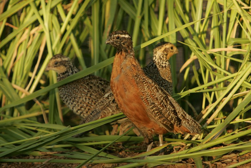 Coturnix Coturnix