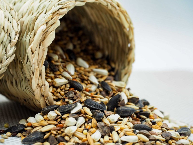 Seeds картинка