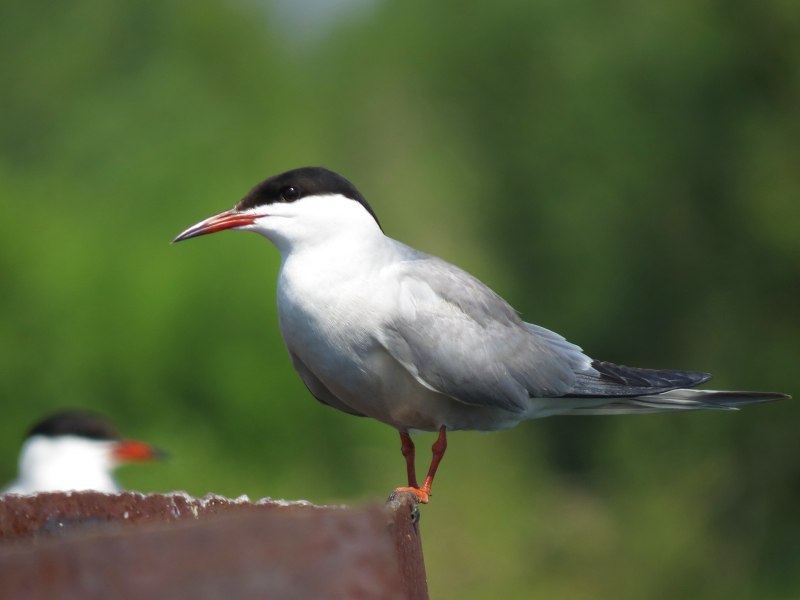 Kayra Tern