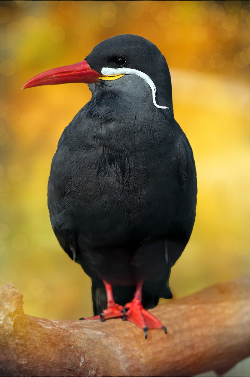 Chlidonias hybridus