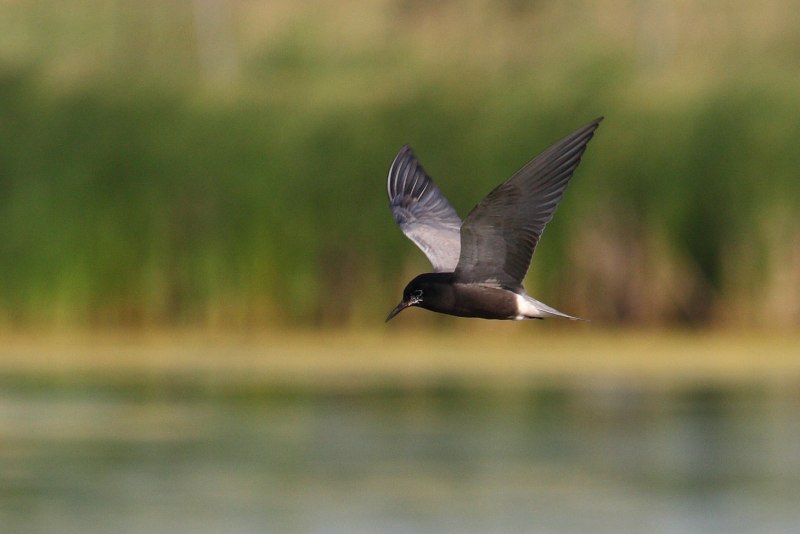 Черная крачка (Chlidonias nigra)