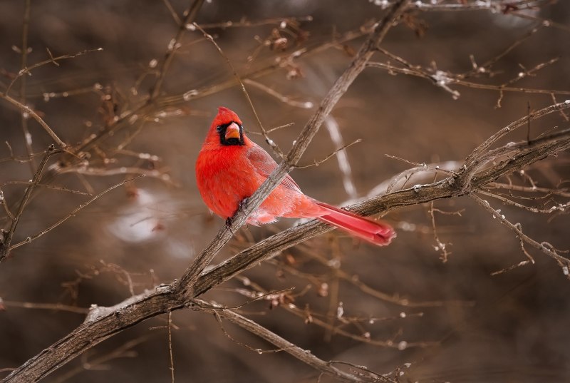 Platycercus elegans