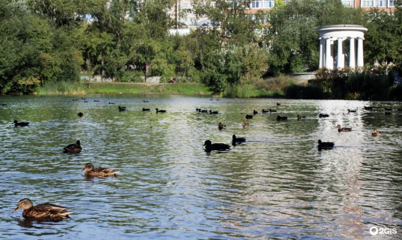 Харитоновский парк Екатеринбург утки