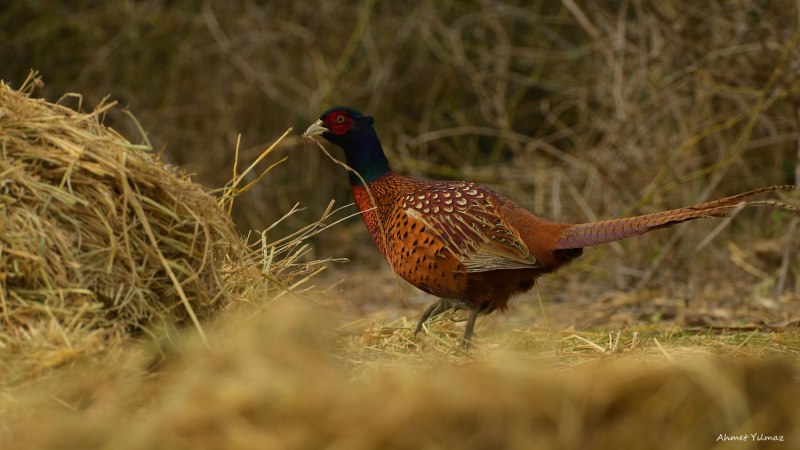 Фазаны (Pheasants)