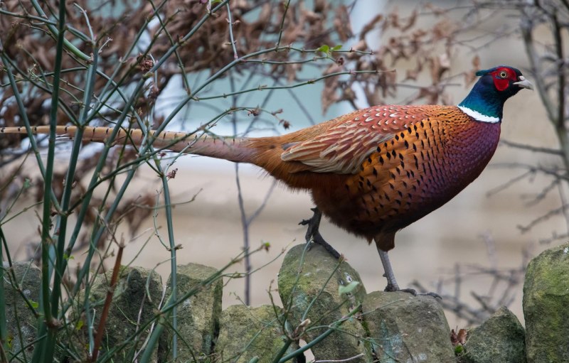 The common Pheasant (Phasianus colchicus)