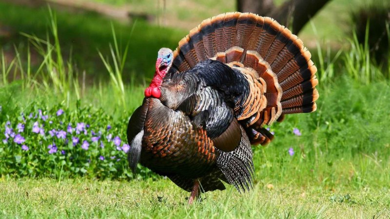 Meleagris gallopavo