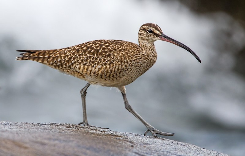 Кроншнеп средний – Numenius phaeopus