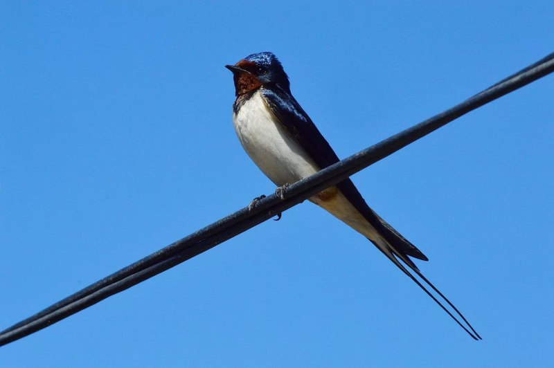 Деревенская Ласточка – Hirundo Rustica
