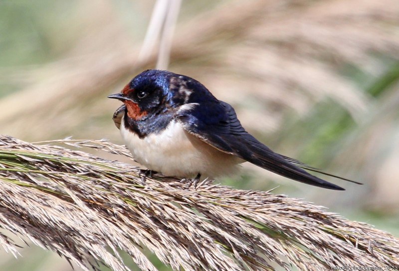 Ласточка городская (Delichon urbicum)