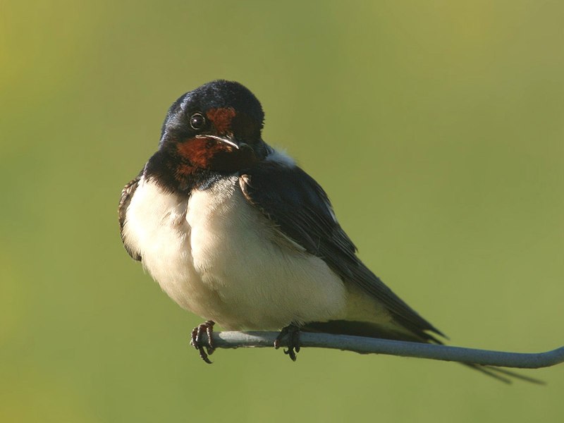 Ласточка деревенская (Касатка) (Hirundo Rustica)