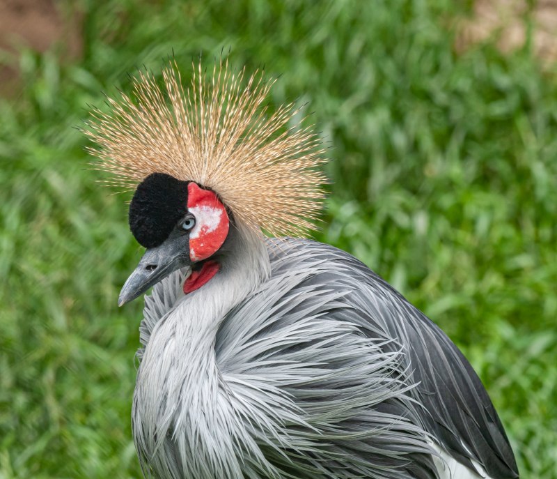 Order of the Crested Crane