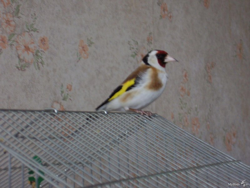 Serinus Canaria