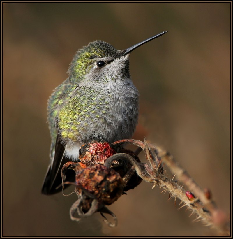 Колибри trochilidae