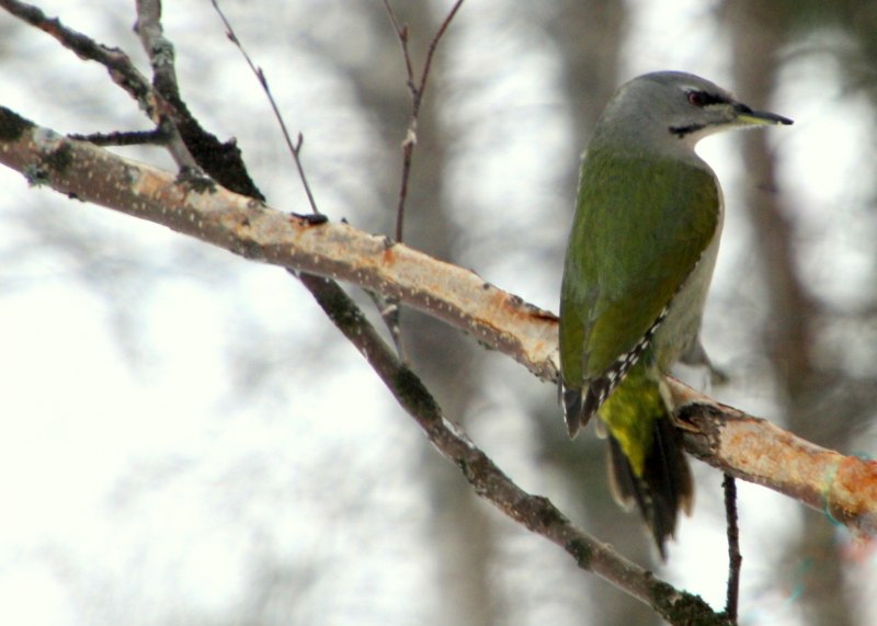 Picus viridis (зеленый дятел)