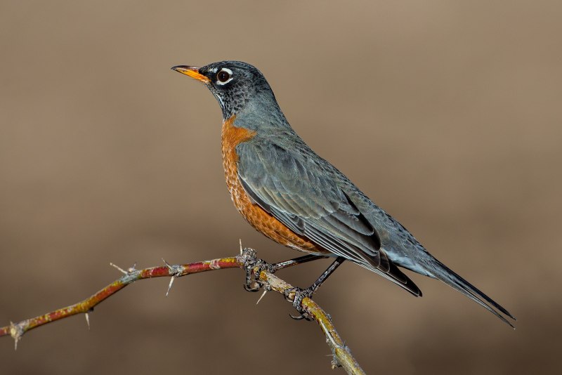 Turdus migratorius