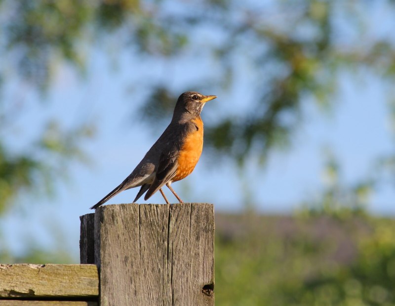 American Bird