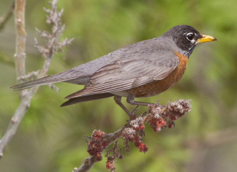 Странствующий Дрозд (turdus migratorius)