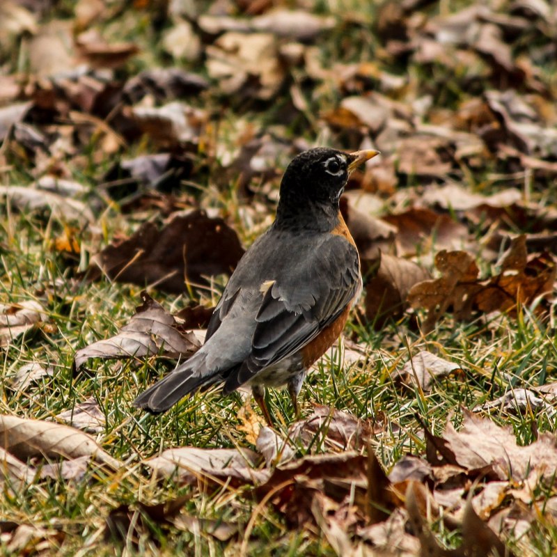 Turdus migratorius
