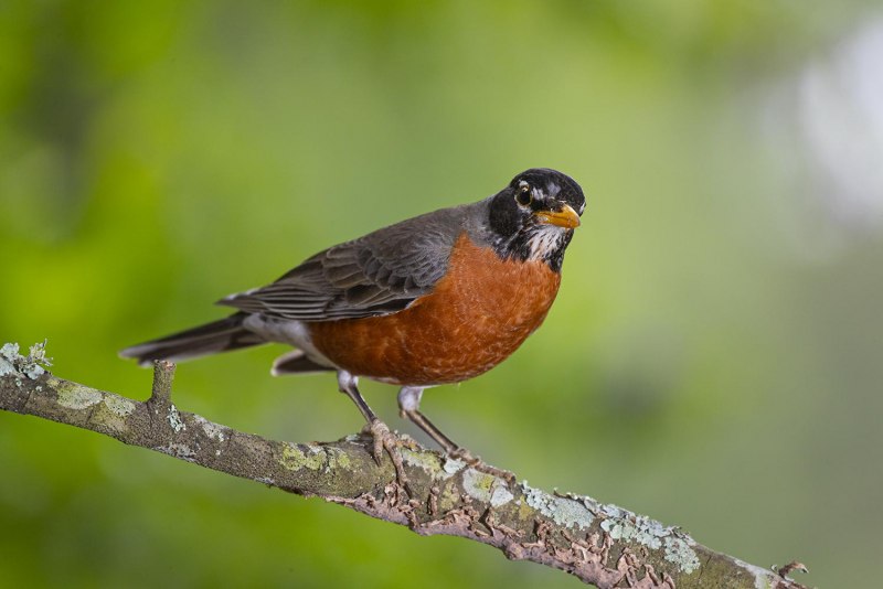 Turdus migratorius