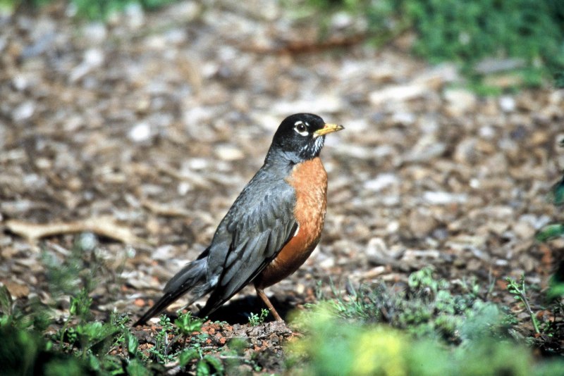 Turdus migratorius птица